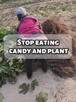 Stop eating candy #terragarden #viral2025 #candy #figtree #dwaftfigtree #reelsus 