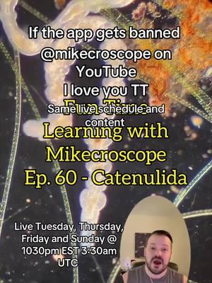 Follow me on YT @Mikecroscope, same name over there Reupload with @bad at math. Music! Song: cosmic cliffs. Catenulida were my first organism that I learned about 💙 #science #microscope #microbio #microbiology #microorganisms #learn #catenulida #flatworm #sciencecommunication #mikecroscope 