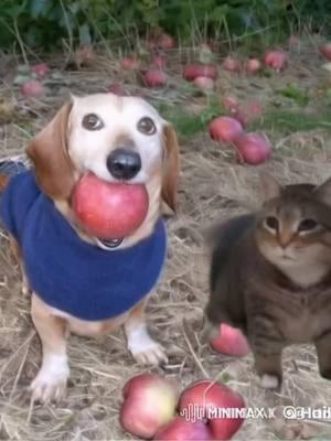 apple dog and oia cat prepare birthday for you 🎂🎊🎉🥳 #birthday #memes #appledog #dogwithapple #oiacat #oiaoiacat #cat #foryoupage❤️❤️ 