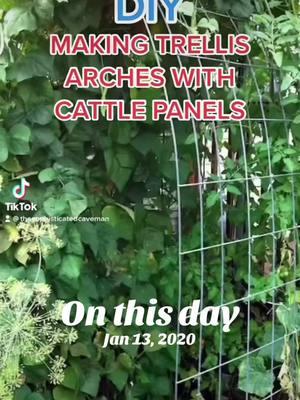 #onthisday This is a great winter project! These cattle panel trellises have been amazing in my garden. I haven’t needed to do anything with them and they still look brand new. So if you’re looking for a great project enhance your garden, give these a try! #garden #gardening #DIY #diyproject #gardenproject #trellis #growyourownfood #cattlepaneltrellis 