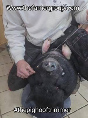 Serving all pet pigs Wherever they may live book www.thefarriergroup.com #thefarriergroup #benpollak #thepighooftrimmer #ampa #americanminipigassociation #americanminipigsofinstagram #pig #piggy #pigsofnewjersey #nj #pet #petpig #petpigsofinstagram #pigstagram #petsofinstagram #petstagram #therapypet #therapypetsofinstagram  