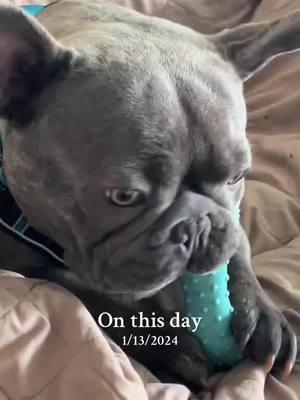 #onthisday #tatumtalks #grayson #frenchiesoftiktok #rainbowbridge🌈 #dogoftiktok #viralvideo #viral 