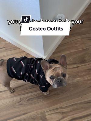 @Costco Wholesale can we visit if we have good manners? 🥺 #lavenderandlatte #costcofind #costcodogfind 