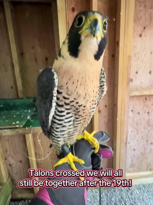 Talons crossed we will all still be together after the 19th. Please don’t ban @TikTok  #equinox #peregrine #tiktokban #talonscrossed #fingerscrossed #lovemyjob #dayinthelife #lovetiktok #pleasedontgo #pleasestay 