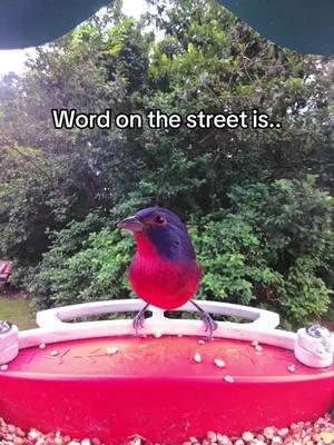 You messed with my gang 😤 #funnyanimals #birdbuddy #evillarry #birdwatching 