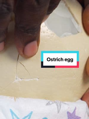 🗣️#RAMFAM better version of this video on YouTube linked to my bio! But less peel the $100 #ostrich #egg #Asmr