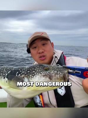 "This fish can KILL YOU 💀 (part 1) This fish is FULL OF POISON, but people LOVE to eat it! The tiger fugu is a pufferfish that is considered a rare delicacy to eat! Our friend caught this awesome fish, and everyone on the boat was so happy! #fishing #fyp #explore #reelit #japantravel"