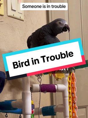 Bird in trouble! Dad is mad 😏 #leosworld #talkingparrot #funnypet #talkingbird #africangrey #introuble 