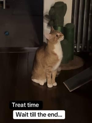 NPC cat #treattime #npc #catsbelike #siblingsbelike #orangecatsoftiktok #orangecatbehavior 