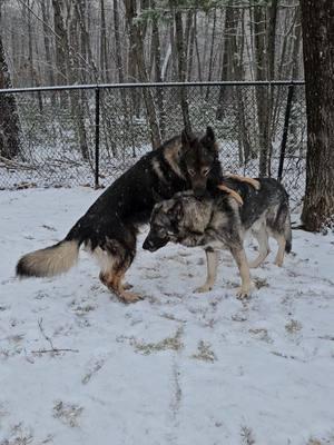 Their favorite chew toy has always been each other.  #shilohshepherdbrothers #shilohshepherd #andurilinigo #WWE 