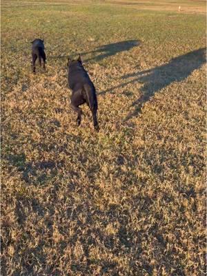 💥A BULLETPROOF RECALL UNDER HIGH DISTRACTIONS IS NON-NEGOTIABLE 💥 But it doesn’t mean suppression and fear of making decisions  #k9servicesunlimited #blacklab #labpuppy #DogTraining #dogtrainingtips #ecollar #ecollartechnologies #Ecollartraining  