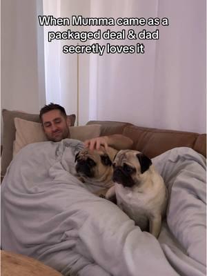 Hehehe #pugsoftiktok #foryouthis 