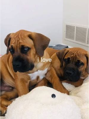 Brotherly Love  . . #dogs #dogsoftiktok #dogsofttiktok #dogsoftiktokviral #dogtok #doginfluencer #dogcontent #boerboels #boerboelsoftiktok #maximusandmorpheus #Love #loveyou #doglove #doglover #brothers #brotherlove #littermates #puppytiktok #puppylove #trending #capcut #dogvideos #puppiesoftiktok #dogsarelove #dogsarefamily 