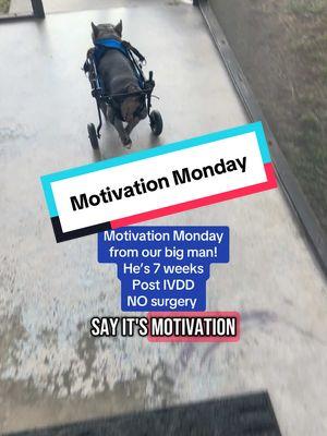 Motivation Monday from Givenchy our IVDD pup @FurMamaMoss🐶 #motivationmonday #motivation #ivddsurvivor #dogmom #largefamily #wheelchairdog #ivdd #MomsofTikTok #motivatingothers #motivational #HealingJourney #dogsoftiktok #frenchiefamily #mondaymood #frenchiesoftiktok 