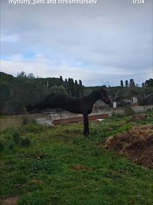 😂😂😂 🥰🎥 @myfluffy_pets  #cavallo #friesianhorse #queenfriesianhorse #cavallichepassione #friesianmare #ilmiocavallo #horseplanet #horselove #horselife #horsetherapy #sgroppata #horsereel #horsepower #horsefreedom #horselover #horsevideo #horseblog #horsesofinstagram #horseplanet #happyhorse #friendsnotfood