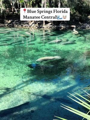 We saw over 600 manatees at Blue Springs!🐮 #foryou #springs #bluesprings #florida #nature 