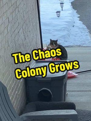 The Chaos Colony grows. As much as I love the snow, I know it’s been hard on these outside cats and I’m happy we’ve been able to give them a place they know they can come to eat, and a warm spot to sleep for at least a couple of them. We are hoping to make a couple more warm cat houses soon. #feralcat #colonycats #feralcatcolony #chaoscolonycats #chaoscolony #communitycats #communitycatadvocates #communitycatlove #tnr #tnrworks #tnrsaveslives 