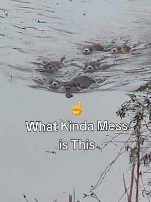 If This ain't an entire pack of Drama I don't know what is. #tripletrouble #wildlife #nutria #drama #whatsgoingon 