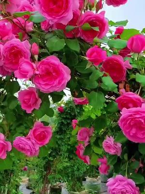 The roses blooming like waterfalls are so charming🥰 The discount continues💪 #rose #roseflower #plants #flowers #seeds 