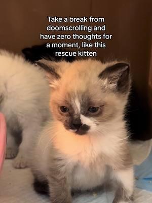 Take a break from doomscrolling and  have zero thoughts for  a moment, like this  rescue kitten. #rescuekittens #kittens #kitten #cat #michi #kittensoftiktok 