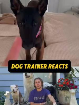 ⚠️ DOG TRAINER REACTS ⚠️ - Malinois puppy snapping at owner #DogTraining #dogpsychology #dogtrainingtips #dogtrainingadvice #offleash #puppytraining #dogpack #doglover #dogwalker #dogworld #dogwalking #packleader #fyp