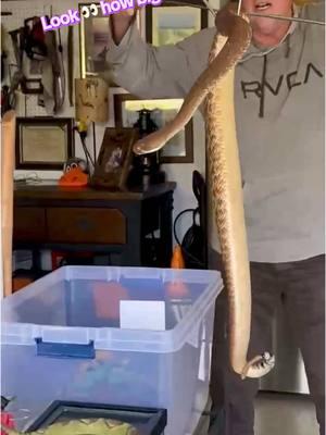 Look 👀 at this beast of a Rattlesnake #fyp #record #fypシ゚viral #video #rattlesnake #beast #huge #wow #snake #greenbucketbruce #wranglerbruce #californiawrangler #nature #thesnakewrangler #justcallbruce 