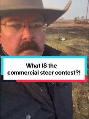 What IS the commercial steer contest?  @Bar 7 Ranch #CommercialSteers #CountyFair #StockShow #Feedlot #Cattle #KeepRanchin 