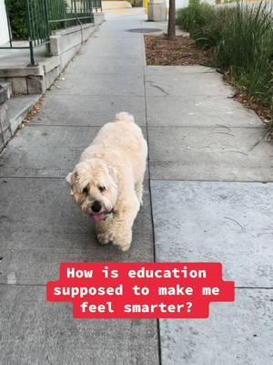 The Simpsons on Education 🐶 #wheatenterrier #dogsoftiktok #comedy #freecomedy #thesimpsons 