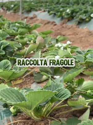 La raccolta fragole continua 🍓 Le troverai ai mercati sia a Porto Ercole che ad Orbetello 🛒 #aziendaagricola #fragole #mercati #perte #fyp #agricoltura #fragole🍓 #pesciaromana #coltivare #zimauro #agricolturaitaliana 