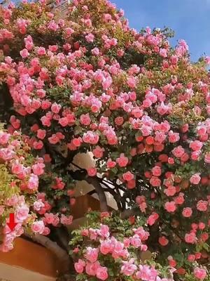 The roses blooming like waterfalls are so charming🥰 The discount continues💪 #rose #roseflower #plants #flowers #seeds  