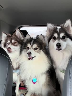 When human is getting gas 🥹 #pomsky #pomskies #dogfriendly #mydogs #cutedogs #huskypuppies #huskies 