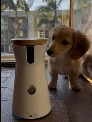 Our favorite product when it comes to play pen training and leaving Pretzel alone at home!🐶🐾  Cheers to 2025 and smarter pet care! 🐾 Subscribe and save over 30% today—only in the @furbopetcamera TikTok shop! #furbo #furbopetcamera #dachshund #dachahundsoftiktok #dachshundpuppy #minidachshund #minidachshundpuppy #minidachshundsoftiktok #puppy #doxie #puppylife #puppylove #cutepuppy #goldendachshund #creamdachshund #creatorsearchinsights 