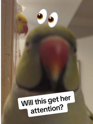 Beaker tries so hard to get Tink’s attention… will it work? 😆 #talkingbird #talkingparrot #cuteanimals #funnyanimals #parrot #irn #birdsoftiktok #parrotsoftiktok #couple #couplegoals 