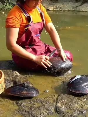 🎁The giant clams in the mountains, with countless charming pearls #pearl #pearls #pearljewelry #goldenpearl #pickingpearls 