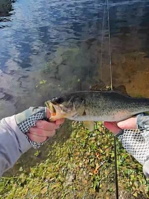 #TikTokLIVE Always fun when you're topwater fishing and get surprised! #fishtok #fishing #pondfishing #adventurefishing #fisherman #fypfishing #bassfishing #fishing #fishinglife 