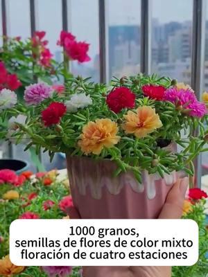 Lisianthus seeds want to turn your home into a sea of flowers before summer, now quickly scatter this #Lisianthus seeds, too beautiful #flowers and green plants #Love life love flowers #Lisianthus #balcony courtyard can be planted 