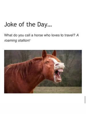 Love a horse that travels! 🤣 #horse #joke #funny #roaming #horses #equestrian 