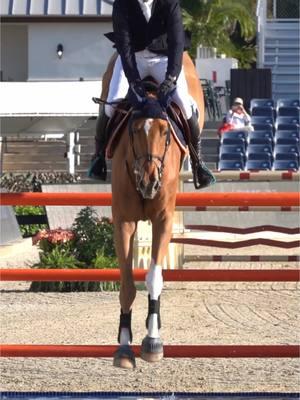 Yesterday’s 1.50m Class at Wellington! Do It Easy and Tom Wachman placed 5th ✨ #cianoconnor #TeamKarlswood #showjumping #equestrian #horse #horsesport #equestriansoftiktok #horsevideos #horseshow #horsejumping #horselife #equestrianlife #horsecompetition #horsehacks 