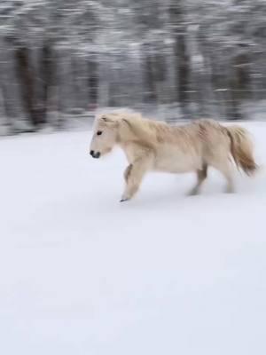 Just the cutest horse ever 😍😍 #horse #pony 