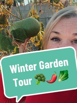 Winter garden tour of what is currenty growing in my #backyardgarden 🥦 #gardening #raisedbedgarden #garden #arizonagardening #azgardening #growyourownfood #veggiegarden #herbgarden #gardentour #wintergarden 