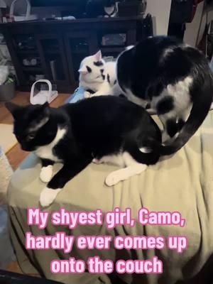 #shy #skittish #shygirl #kitty #kittycow #kittycat #mycats #mycat #mygirl #catlove #breakthrough #catvideo #camo #cowcat #blackandwhite #sweet #sweetcat #trust #lovecats #catmom #fosterfail #lovethem #sweetcats #rescuedcat #rescuedcats 