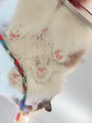 I 🤍 🫘 #cats #ragdoll #cute #toebeans #serotonin 