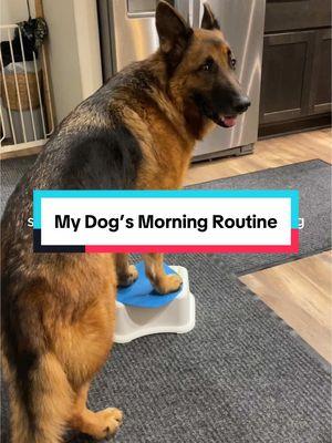 My senior German Shepherd’s morning routine. What’s in his breakfast bowl: @StevesRealFood  @Amica Science  @rosehipvital  @Native Pet  @ThorneVetOfficial  #dogwellness #canineconditioning #dogexercise #dogfitness #seniordog #germanshepherd #dog #seniordog #doghealth #foryoupage 