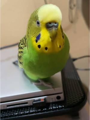 Parakeets For Beginners  #budgie #parakeet #budgielife #parrotmama #parrotsoftiktok #petbird #parakeetbird #birdtiktok #birdsounds #birddancing #parrotmama