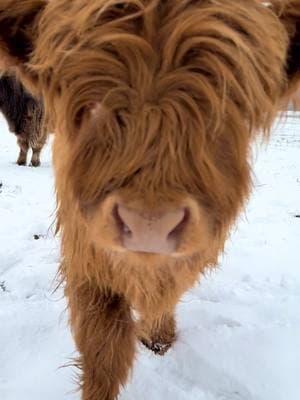 Natalie ❤️ #millcreekfarmstn #cookevilletennessee #tennessee #foryoupage #fyp #highlandcattle #cowsoftiktok #highlandcow #snowday #calf 