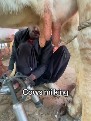 Cows #cows #cowsontiktok  #tiktokanimal #creatorsearchinsights 