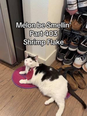 Melon be Smellin’ Part 403 😤🤢🫡 #MelonBeSmellin #melonnfinn #cat #cats #catsoftiktok #fyp 