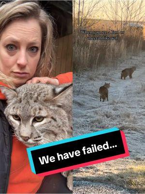 #duet with @JeannieJay777🏳️‍🌈 Why Wildlife Education Matters 🐾 Ever tried playing "Guess Who?" with wild cats? Spoiler alert: It's clear we have failed in education about wildlife! When we can’t tell a cheetah from a bobcat—it's like mistaking your cat for a lion at the zoo (and not just because of their attitude). Bobcats? Yes they are in the cat family, quietly roaming almost all of North America. Also, let’s not make kissing noises at our wildlife to call them closer… especially when you don’t know what it is…  ##bobcat##bobcats##notacheetah##notalion@@jahlen.Johnson