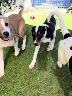 Meet the pups making their big debut—straight from the Ranch to your feed! 🐾 These sweet Border Collie mixes are named after your favorite social media platforms: Facebook, Instagram, Reddit, TikTok, Twitter, and Snapchat. 🐶💙 Rescued from a high-kill shelter in Walker County, they’ve now got a second chance thanks to Big Dog Ranch Rescue. These pups are ready to bring big personalities and endless love to their new homes! 🏡❤️ Looking to adopt? Fill out your application today at bdrr.org/adopt and help make their social media debut a happy ending! 💙Donate: www.BDRR.org/miracle-fund 🐶Lifesaving Member: www.BDRR.org/lifesaver 🐾 Adopt: www.BDRR.org/adopt 💲Venmo: @bigdogranchrescue 💰CashApp: @bigdogranchrescue 💵Zelle: finance@bdrr.org #bdrr #bigdogranchrescue #dogrescue #rescuedog #AdoptDontShop #adoptadog #foreverhome #MiracleDog #DogRescue #LifeSavingCare #SupportRescue #MiracleFund #DogRecovery #DogsOfInstagram #RescueDogsRock #BddrMiracleFund #HelpDogs #EveryDogDeservesAChance #MiracleInTheMakingSocialMediaPups #PuppyLove