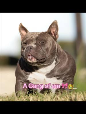 I keep a gang of bad bitches🎀👑🩷#fyp #viral #trending #Abkc #americanbully #pocketbully #extremebulls #americanbully_oficial #americanbullypocket #americanbullylover #americanbullyofficial #rockoblood #americanbullylover❤️ #bigdogsromania #goldenchild #badbitty #Shemale